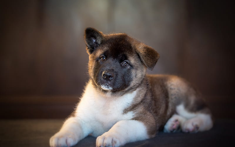 akita