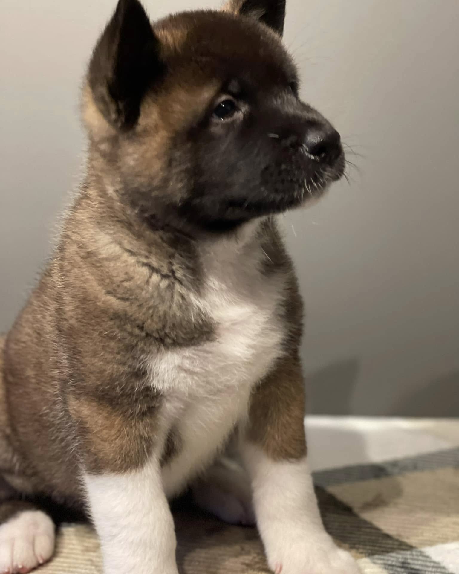 bjorn_americanakita_1742555141893